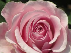 観劇前に、新宿御苑で新緑とバラ三昧！（前編）これぞ薔薇という大輪のハイブリッド・ティー・ローズ系
