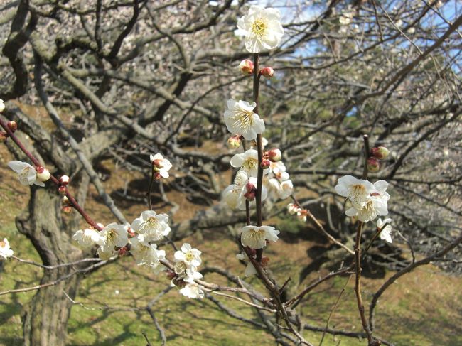 この日は、義母とバスツアーにて<br />イチゴ狩りのあと、那珂湊、水戸偕楽園へとめぐる予定でした。<br />しかし、水戸偕楽園で東日本大震災にあってしまいました。