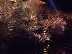 五分咲きの京都漂流