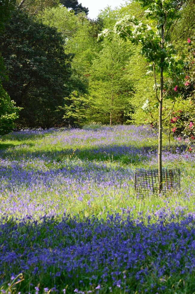 旅の２日目は、午前中はブルーベルの群生を見るためにシェフィールド・パーク・ガーデン（Sheffield Park and Garden）を訪ね、午後は蒸気機関車のブルーベル鉄道に乗って車内でアフタヌーン・ティーという、わたしにとっては今回の旅のハイライトのひとつと言える日です。<br /><br />ブルーベル鉄道の予約は事前にしていましたが、チケットはシェフィールド・パーク駅のインフォメーション・センターの窓口受け取りにしました。それで、駅の場所の確認も兼ねてチケットを受け取りに行き、そのあとシェフィールド・パーク・ガーデンへ向かいました（駅からガーデンまでは徒歩だと10分くらい）。<br /><br />この日訪れたシェフィールド・パーク・ガーデンはナショナル・トラスト(*)（The National Trust）が保有するプロパティ（保護資産）のひとつで、春から初夏にかけてはブルーベルやシャクナゲが咲き乱れてとても美しいそうです。<br /><br />(*)英国の自然地や歴史的建造物を寄付や寄贈によって取得し、保護することを目的としたボランティア団体。<br /><br />◎「The National Trust Touring Pass 」について<br />ナショナル・トラストには外国人旅行者向けに「The National Trust Touring Pass」というのがあり、複数のプロパティを訪れる予定ならこれを購入しておくとお得です（だいたい３ヵ所以上訪れれば元が取れます）。パスには７日間用、14日間用があり、２人用、家族用のパスだとさらにお得になります。パスはナショナル・トラストのサイトで購入できますが、自宅に郵送されるため、旅行出発の21日前までに購入するのが条件になっています（英国居住の外国人は対象外）。わたしは１ヵ月ほど前に購入手続きをしたところ、４日後にはパスがエアメールで届き、その速さにびっくりでした。<br />★「The National Trust Touring Pass」の購入はこちらから↓<br />　http://www.nationaltrust.org.uk/main/w-vh/w-visits/w-visits-overseas_visitors/w-visits-overseas_visitors-touring_pass.htm<br /><br />今回、４ヵ所のナショナル・トラストのプロパティを巡りましたが、事前に読んだ『英国ナショナル・トラスト紀行』（小野まり著／河出書房新社）が参考になりました。ただ、このシェフィールド・パーク・ガーデンは掲載されていませんでしたが……。<br /><br /><br />★Sheffield Park and Garden<br />　http://www.nationaltrust.org.uk/main/w-vh/w-visits/w-findaplace/w-sheffield-park-garden/<br /><br />★社団法人 日本ナショナル・トラスト協会<br />　http://www.ntrust.or.jp/index.html<br /><br /><br />【旅程】<br />□4/29　　成田　⇒ ロンドン（LHR）<br />　レンタカー・ピックアップ後、ホテルへ（ホーリー泊）<br />■4/30　　シェフィールド・パーク・ガーデン ⇒ ブルーベル鉄道 蒸気機関車（アフタヌーン･ティー・ラウンジ・カー）乗車（ホーリー泊）<br />□5/01　　⇒ エメッツ・ガーデン ⇒ プー・カントリー（ハートフィールド／アッシュダウンの森） ⇒ ライ（ライ泊）<br />□5/02　　ライ散策（ライ泊）<br />□5/03　　⇒ ベイトマンズ（ラドヤード・キプリングの邸宅） ⇒ アルフリストン（アルフリストン泊）<br />□5/04　　ロングマンの丘絵（ウィルミントン）⇒ 白馬の丘絵（リトリントン）⇒ セブン・シスターズでウォーキング（アルフリストン泊）<br />□5/05　　⇒ ルイス ⇒ バーファム（アランデル近郊）へ　着後、ブルーベルの森（バーファム泊）<br />□5/06　　⇒ アランデル ⇒ ロンドン（LHR）へ　　レンタカー返却　　　　　　ロンドン（LHR）⇒（機中泊）<br />□5/07　　⇒ 成田 