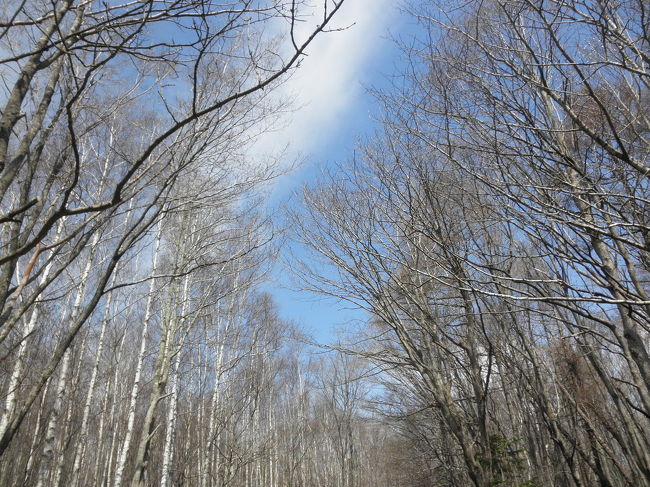 札幌の北東部から江別市にかけて広がる広大な森林公園ですが、街からは行きやすく、身近な散策コースのようです。子供が小さい頃は幼稚園の遠足で。お母さん仲間とは、お弁当持ってがんばって自転車で行きました。近年は、野の花を見るために。年齢と共に、楽しみ方も変わってきます（笑）。