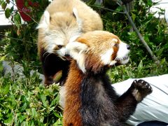 博多くくさ　八日目・十日目（２０日・２２日）　動物園・柳橋市場・酒蔵・頭山満墓所