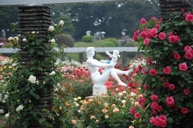 生田緑地へ、バラと、岡本太郎美術館と、欲張って日本民家園にも行く。<br />生田緑地は、多摩丘陵の大規模な自然林で緑の宝庫であり、また多くの施設がある。<br /><br />最初にばら苑。バラは５３０種、４，７００株と相当なもので、よく頑張っている。天気は曇りから予報が外れ雨が降ってきて残念だったが、満開のバラは素晴らしかった。これなら、有料でも良いのにと思う。 <br /><br />以下、続きの旅行記に<br />http://4travel.jp/traveler/stakeshima/album/10571201<br /><br />次に、同じ生田緑地にある岡本太郎美術館に行くが、思ったより遠く、また山道のアップダウンを、１５分くらい歩く。 先日、国立近代美術館で見たばかりだったが、生誕１００年で特別展もやっていて良かった。中学生の団体が来ていて、すこしうるさかったが・・・ <br />最近の若者にも岡本太郎が受け入れられているのがよく分かる。 <br /><br />最後に、民家園まで訪れる。ここも、数十年ぶりか、昔より、展示の古い民家の数が増えているような？？ <br />最近は、各地にこうした民家を保存しているので、新鮮味は無いが、２５軒もの数には感心した。よくも、各地から集めたものだ。どうやって移築するのかいつも感心する。 <br /><br />秋にまた来よう