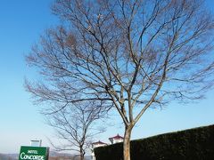 春の慶州＆釜山 2011 （１）桜満開 in 慶州