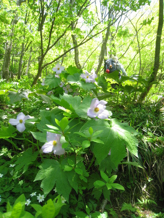 新・日本百名山　花の百名山　佐渡のドンデン山<br /><br />念願かなって、出かけてきました。<br /><br />もう花花花で埋め尽くされた登山道、お天気恵まれ最高の山旅でした。<br /><br /><br /><br />その①　アオネバ～ドンデンコース<br /><br />その②　ドンデン～金北山コース