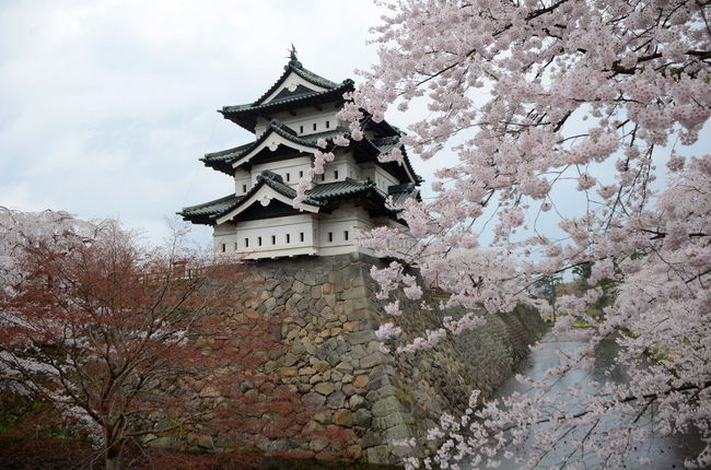 東京の桜が散って1ヶ月後、北国・青森では、桜の季節を迎えます。<br />今年は東北の震災の影響で、全国各地のイベントが中止になりましたが、<br />被災地にほど近い、青森・弘前の桜祭りは、東北に元気を与えるため、予定通り開催されました。<br />5月のゴールデンウィークに、もう一度満開の桜を見ることができて今年はとっても得した気分。<br /><br />訪れたのは5月4日　満開の桜の咲いた弘前城に、集まった花見客の数は、なんと33万人。<br />元気な東北の姿を見ることができました。<br /><br />頑張ろう東北！<br />