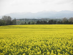 元気をもらえる黄色い風景☆滝川の菜の花畑