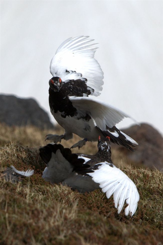 先週１泊して、黒部アルペンルートを辿り、野鳥写真家の戸塚学先生と立山にある室堂にライチョウを撮りに行って来ました。<br />先生にお会いするのは３度目なのですが、とても有名な写真家で、本日（５月２９日）６時半から放送された「地球物語　絶景立山」にも出演されて、立山やライチョウの事を熱く語ってみえました<br /><br />立山の駅、室堂に到着した時にはあいにくの霧雨・・・<br />さてさて、ライチョウに出会えるのか<br /><br />