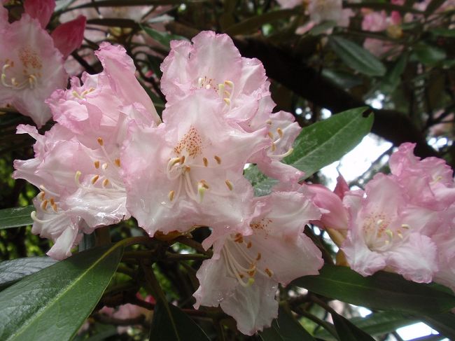 毎年恒例ながら、この時期”小田急山のホテル”は、つつじと石楠花が見事に美しく咲いてます。平日にもかかわらず人出もまずまず。赤、白、ピンクの花々の競演でした。