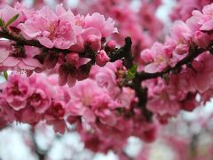 満開の桜！★横浜三ッ池公園★