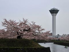 花と夜景の函館　(5)　五稜郭の桜