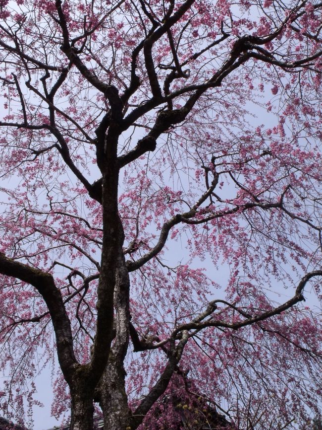 数度のフライングを重ね・・<br />満を持して満開の桜を京都にて・・・<br />満喫するはずであった週末・・・・<br /><br />こんな時に限って急用が出来て京都を離れなければならなかった。<br /><br />今春は無駄にしたなともう諦めた。<br />そんな翌週の休日。<br />やはり早朝に目覚めてしまいとにかくＪＲに乗り京都に向かった。<br />ただ漠然と北に行こうと思った。<br />大原か鞍馬と貴船。<br />高雄から清滝もいいな。<br /><br />最初に来たバスに乗る事にした。<br />早朝と云う事で京都駅前のバスタ〜ミナルはそんなに混雑していない。<br />駅北口で最初に来るバスを待ち構えていた。<br />するとやって来たのは大原行きのＪＲバスであった。<br />停留所に小走りで向かうと座れる程度の乗客数だ。<br />何ヵ所かのバス停で乗客を拾うとはぼ満員となり一時間程度で大原に到着。<br /><br />降りた乗客が三千院方面へ歩き始める中、独り停車場に留まり一服。<br />そして皆とは反対の寂光院へまず向かう。<br /><br />のんびりと眼の前に広がる菜の花畑を眺めながらぶらぶら歩く。<br />なだらかな小路を行くとまだ梅や桜が残っていて結構楽しめる。<br />色々な店を覗いては冷やかし寂光院に到着。<br /><br />しかし何か騒々しく門にはブル〜シ〜トまで架かっている。<br />念のため裏から院内を覗いて観たがやはり桜は見当たらない。<br />興醒めしてもと来た道を戻り三千院を目指した。<br /><br />こちらも桜は散ってはいるものの残っており日当たりの善い段々畑にてボ〜ッとさせて貰った。<br />すると地主らしき老人が階段を登ってやって来た。<br /><br />老：どうじゃここの桜は？<br />私：ああ〜善いですね。<br />老：だろ〜。ワシが15年掛けたんじゃ。<br />私：ほぅ〜。15年でここまで？<br />老：ああ〜。15年じゃ〜。<br /><br />老人は満面の笑みをたたえてゆっくり去って行った。<br /><br />三千院に通じる参道に戻った。<br />道中に飾り付けの気になる店があり立ち寄る。<br />女店主の繊細な説明を受け扇子を衝動買い。<br />蕎麦屋に入り特別メニュ〜でもないが三千院蕎麦とご飯を注文。<br />この店は私のお気に入りなのである。<br />毎回ご主人が全く嫌みのない京都弁で接客してくれる。<br />このセットメニュ〜外の注文も私に合わせて即席で対応してくれた。<br />そしてそのとろ味のある蕎麦が絶品なのである。<br /><br />桜が終わってもいいもんだなと想いの他充足感に包まれながらこの後三千院境内を散策した。<br /><br />いつもは独りで寡黙に歩き回るタイプである。<br />だけど何故か今回は人と接してほのぼのとした。<br />そんな気分で桜の散った三千院を後にした。<br /><br />いやはや独り修学旅行には辛いものがある。<br /><br /><br /><br /><br /><br /><br /><br /><br /><br /><br />