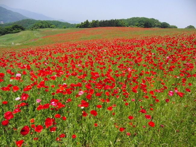 この春秩父方面に蝶の撮影に行った際に、たまたま案内看板も多く設置され、<br />このポピー畑を訪問してみました。<br />広い丘陵一面に咲き乱れるポピーの赤さは、何か日本の情景でなく、<br />欧州のどこかに来たような錯覚を覚えました。<br /><br />地区の特産品の出店もあり、安い野菜を購入して帰宅すると、家内に褒められました。<br />ただし、わらびは「あく抜き」ということがあるみたいで、未だに冷蔵庫の中にあります。<br />あく抜き用の炭とかと一緒に販売してくだると助かります。<br /><br />画像は、まとまりが少ないかもですが、撮影順に掲載します。<br /><br />今週末も出店はあるようなので、是非お出掛けください。<br />http://www.pref.saitama.lg.jp/soshiki/k30/