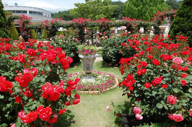 あしかがフラワーパークは、藤の花を求めて５月初旬頃に何度も訪れている。<br />http://4travel.jp/traveler/stakeshima/album/10563453/<br /><br />あしかがフラワーパークは今の時期はバラの花がいっぱいに成る。<br />ホームページを見ても、美しいバラの楽園が載っていて、是非行って見たいと思った。<br />藤の時は、ライトアップを中心に行くが、今回は昼前から行きバラを十分に楽しんだ後、隣接する栗田美術館も訪れた。栗田美術館では、陶磁器の収集の豊富さに感嘆した。<br /><br />さらに、足利の街も訪れた。<br />旅行記は以下です。<br />http://4travel.jp/traveler/stakeshima/album/10573157/