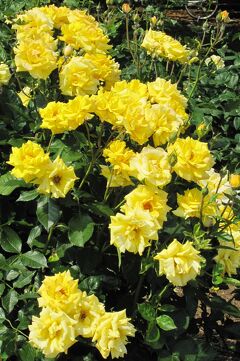 2011梅雨、庄内緑地公園の薔薇(2/4)：パスカリ、ミスター・リンカーン、マリア・カラス