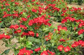 2011梅雨、庄内緑地公園の薔薇(3/4)：聖火、篝火、風車、ブルームーン、ミモレ