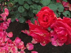 ぬれそぼつ、雨しずくをたたえた智光山公園の薔薇たち（後編）さつき盆栽展と、花びらを散らした終焉の薔薇と
