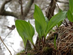 北海道を代表する山菜とは？