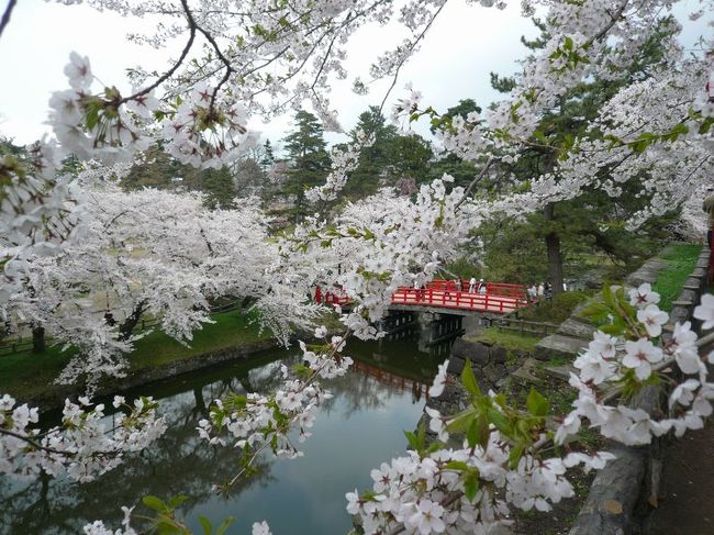 ＧＷの青森へのドライブ家族旅行！<br />今回の旅のメインテーマ～弘前公園の桜！<br />今年はＧＷにちょうど満開の時期を迎え、桜に包まれた弘前公園を満喫することできました～！とっても感動♪♪<br /><br />2000年＆2001年に訪れて以来10年ぶりの桜の弘前公園ということで、当時の思い出と重なり合って、懐かしさにも浸ることでき、感動いっぱいの弘前公園となりました。<br /><br />あっ、家族の総評としてはアップルパイの感動の方が大きいみたいでしたが。（笑）