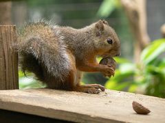 緑に囲まれた井の頭自然文化園