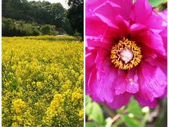 菜の花とぼたんを見に町田野津田の里へ