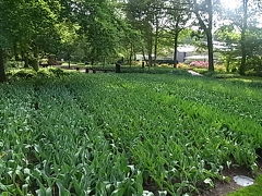 パリからタリスでオランダ・ベルギーへ⑩キューケンホフ公園最終日