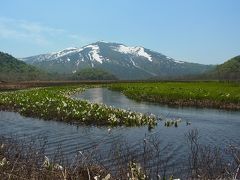 今年も見てきました尾瀬の水芭蕉