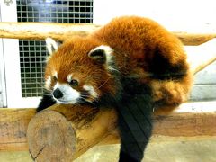 初夏のレッサーパンダ紀行【１】　羽村市動物公園　in　２回連続の関東出張