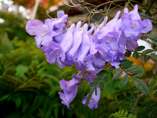 日本でも珍しい「ジャカランダ」の花を見たくて行ってきました。<br />今日は、「サンメッセ日南」でモアイ像を見学し、「道の駅なんごう」で楽しみにしていたジャカランダの花を観賞して、鵜戸神宮に立ち寄り帰途につきます。<br /><br />写真はジャカランダの花<br />