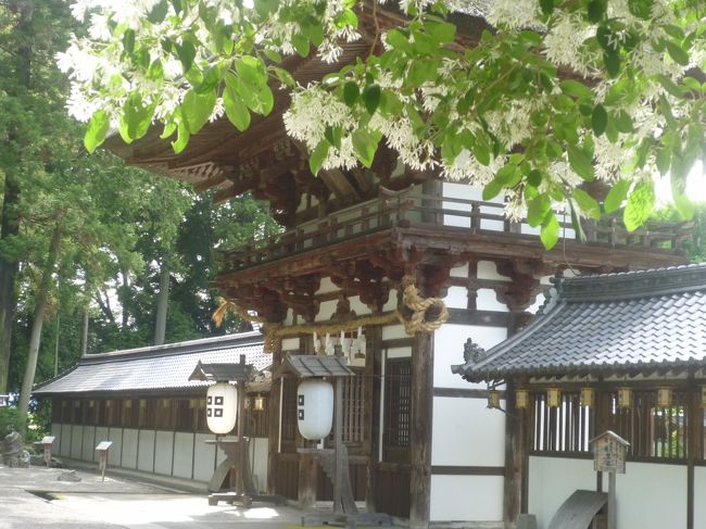 安土の沙沙貴神社で「なんじゃもんじゃ」の樹が満開を迎えているという情報をゲット!!<br />今までずっと行きたかったのですが、何年も見頃の開花時期を逸して行けずじまいだったんです。<br />こちらの神社、場所は滋賀県近江八幡市安土町<br /><br />本日、お天気も良くチャンス到来!!