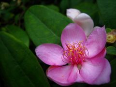 謝謝台湾。断片的旅行記　１