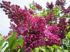 優しい香りに包まれるライラックの森 in 川下公園