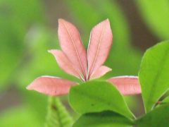 新緑の高雄～清滝～嵯峨野漂流