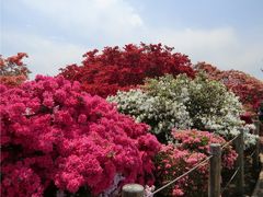 巨大つつじの県立つつじが岡公園と館林プチ歩き