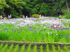 小石川後楽園の花菖蒲