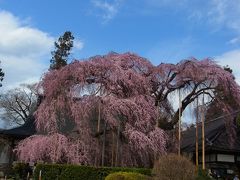 山梨 慈雲寺 糸桜 を見に行ってきたよ日記