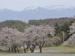 蓼科の桜
