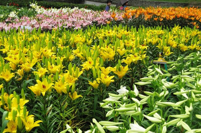 名古屋市内にある千種公園の百合の花の紹介です。ちょうど見頃を迎えていました。