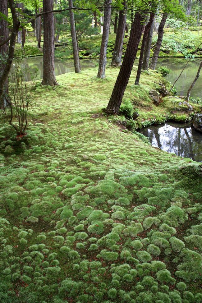 世界文化遺産・西芳寺。<br />「苔寺」の名で知られるように，庭一面が苔に覆われています。<br />その苔が最も美しいといわれる梅雨時に訪れてみました。<br /><br />2014年版も作成しました。<br />http://4travel.jp/travelogue/10903462