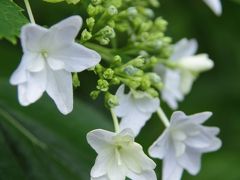 静岡　花巡り～その2　香勝寺の桔梗と極楽寺の紫陽花