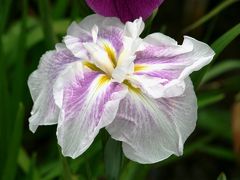 2011梅雨、鶴舞公園の花菖蒲(2完）日本海、伊勢嵐、優星