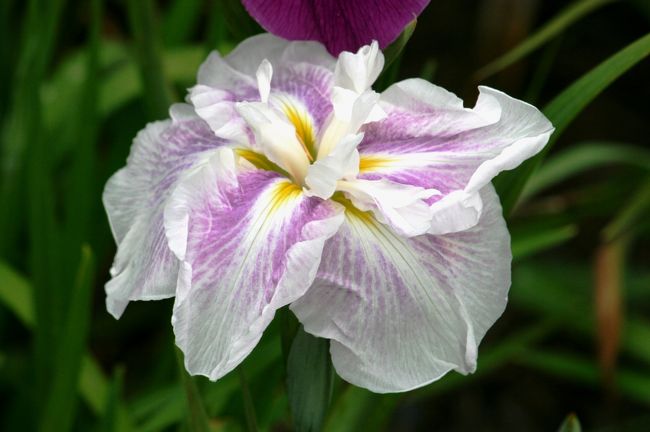 2011梅雨、鶴舞公園の花菖蒲(2完）日本海、伊勢嵐、優星