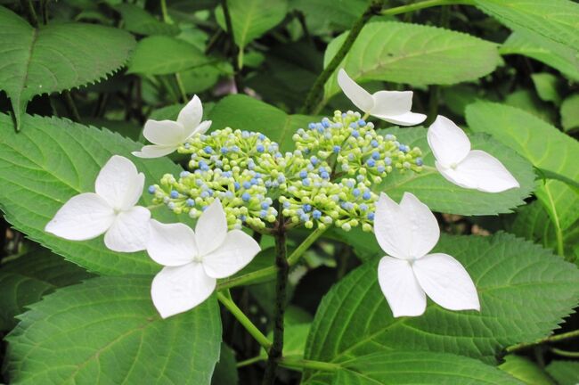 鶴舞公園の紫陽花と、隣接する八幡山古墳の紹介です。八幡山古墳は、大正年代に鶴舞公園に組み入れれました。最初は、咲始めの紫陽花の紹介です。