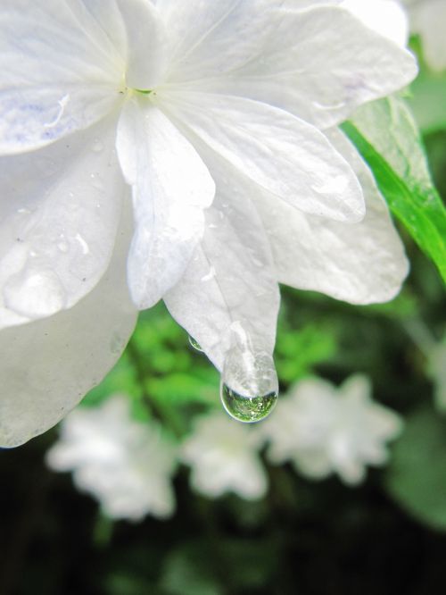 雨花ページ 雨上がりのとしまえんであじさい祭り（1）プロローグ：しずくをたたえ