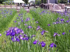 幻の花、「花かつみ」2011　阿久比町｢花かつみ園」期間限定公開