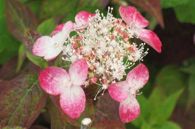 2011梅雨、性海寺の紫陽花(4/4)：レグラ、紅、白富士、黒軸、土佐の暁、東雲、剣の舞