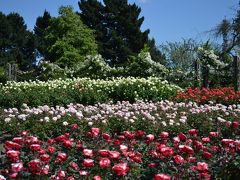 満開の薔薇があふれるリージェンツパーク　◆イギリス◆