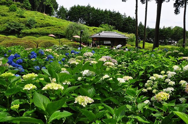 西国十番の札所宇治市の「三室戸寺」は、花の寺として有名。紫陽花の花を街中で見かける時期、境内の紫陽花を見物に出かけてみました。梅雨の晴れ間を狙い訪れましたが紫陽花は７〜８分咲き。広い境内はウィークデーなのでさほどの混雑もなく紫陽花を楽しめました。