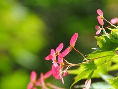 Japan　初夏の高尾山　～ミツバチばあやの冒険～