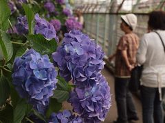 ２０１１　飛鳥山下　線路沿いに咲く　紫陽花　下